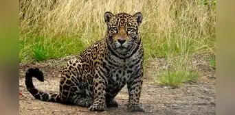 Un jaguar vuelve a aparecer en este país de América Latina después de 10 años y sorprende a los especialistas por el lugar donde fue visto