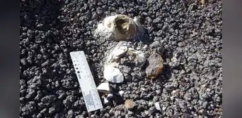 El asteroide acabó con los dinosaurios, pero algunas aves sobrevivieron: un fósil podría explicar cómo lo lograron
