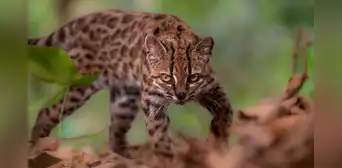 Nueva especie para la ciencia en Bolivia: identifican a un raro felino al que confundían con un tigrillo