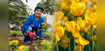La fiebre de las flores amarillas no solo está en TikTok: siembran más de 20.000 flores amarillas en parques y plazas de Lima La fiebre de las flores amarillas no solo está en TikTok: siembran más de 20.000 flores amarillas en parques y plazas de Lima