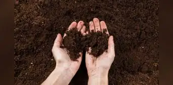 Mancharte las manos con tierra podría ser bueno para tu salud: los científicos descubrieron cómo influye en la piel