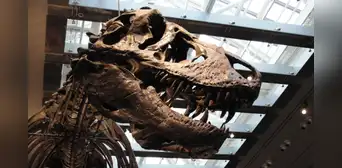 Descubren que el Tyrannosaurus Rex era de sangre caliente y su temperatura corporal era similar a la de los humanos
