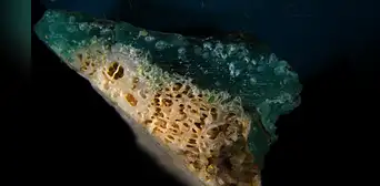 Investigadores marinos identifican los "plasticorales", una nueva forma de contaminación que fusiona plástico y escombros de coral