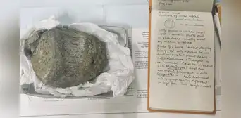 Un fósil encontrado en 1985 en la Antártida fue catalogado como un reptil marino; científicos vuelven a examinarlo y descubren que era de un titanosaurio de 6 metros