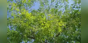 Abeja gigante de Asia encontró un aliado inesperado en un árbol presente en los jardines de Europa y preocupa a los científicos Abeja gigante de Asia encontró un aliado inesperado en un árbol presente en los jardines de Europa y preocupa a los científicos