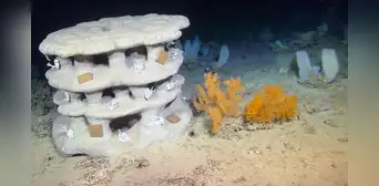 Científicos irlandeses sumergen arrecifes impresos en 3D para intentar salvar los corales de aguas profundas