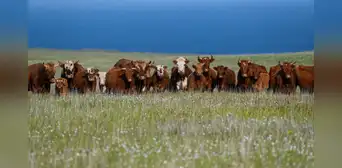 En 1871 dejaron cinco vacas en una isla desierta y, cuando regresaron 130 años después, tuvieron que eliminar a todo el rebaño
