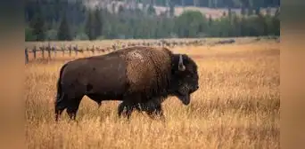 En 1987 llevaron 30 bisontes a una pradera de EE. UU.: 29 años después, las plantas autóctonas habían aumentado un 103 % En 1987 llevaron 30 bisontes a una pradera de EE. UU.: 29 años después, las plantas autóctonas habían aumentado un 103 %