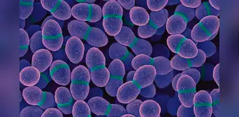 Un antiguo antibiótico demuestra una vez más su eficacia frente a una superbacteria