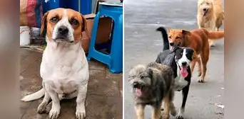 Perú tiene más de 6 millones de animales abandonados y es cuarto en Latinoamérica: ¿cómo adoptar y darles un hogar?