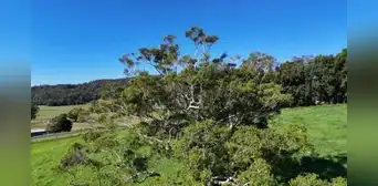 Plantaron este árbol por toda España para fabricar papel: hoy preocupa a los expertos por su impacto en los bosques y el agua Plantaron este árbol por toda España para fabricar papel: hoy preocupa a los expertos por su impacto en los bosques y el agua