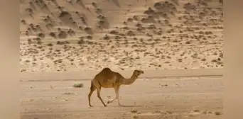 En 1840 llevaron un camello de Tenerife a Australia para explorar el desierto: hoy sus descendientes forman una enorme población salvaje En 1840 llevaron un camello de Tenerife a Australia para explorar el desierto: hoy sus descendientes forman una enorme población salvaje