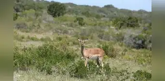 Ciervos y jabalíes amenazan con acabar con un árbol protegido mientras los científicos alertan de su falta de regeneración