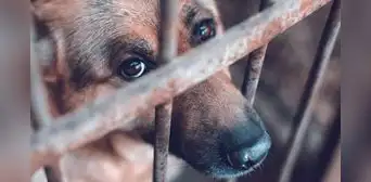Piura registra más de 380 denuncias por violencia animal en 2026 y no reporta condenas