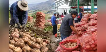 Producción de papa cayó 19,6% en julio, pero abastecimiento en Lima apenas retrocedió 1%