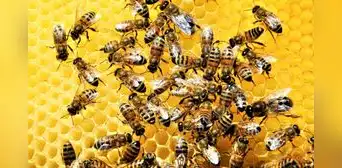 Las abejas sin aguijón que este país de América Latina busca recuperar: producen una miel distinta y benefician a la agricultura