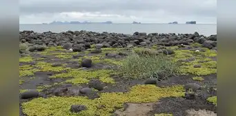 Una isla formada por una erupción en 1963 se prohibió a los humanos con fines científicos, pero en 1969 encontraron allí una planta de tomate