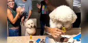Perrito se vuelve viral por su adorable reacción mientras le cantan por sus 5 años: el video de Copito que enternece en redes