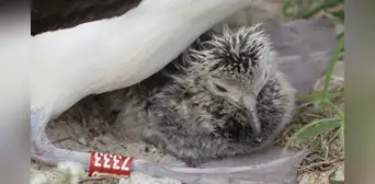 En 1956, un biólogo anilló un ave marina en una isla del Pacífico: 70 años después, el pájaro seguía regresando a su colonia