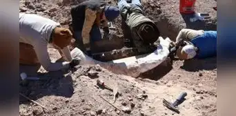 Parecía un viejo tronco encontrado en un arroyo de Texas, pero los científicos descubrieron que era un raro colmillo de mamut