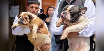Fiscalía y PNP rescatan a 47 perros en SJM: eran explotados en criadero clandestino para vender sus crías Fiscalía y PNP rescatan a 47 perros en SJM: eran explotados en criadero clandestino para vender sus crías
