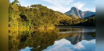 Una familia plantó 840.000 árboles en Brasil y 25 años después regresó un animal que llevaba un siglo desaparecido en la selva Una familia plantó 840.000 árboles en Brasil y 25 años después regresó un animal que llevaba un siglo desaparecido en la selva