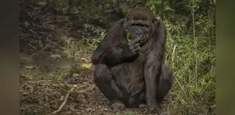 Compartimos casi el 99% del ADN con chimpancés y gorilas, pero una diferencia en nuestro cartílago podría explicar por qué sufrimos más artrosis Compartimos casi el 99% del ADN con chimpancés y gorilas, pero una diferencia en nuestro cartílago podría explicar por qué sufrimos más artrosis