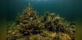 Sumergieron 1.500 árboles de Navidad en un lago y luego de 3 años descubrieron un sorprendente cambio en la biodiversidad del fondo Sumergieron 1.500 árboles de Navidad en un lago y luego de 3 años descubrieron un sorprendente cambio en la biodiversidad del fondo
