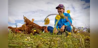 Introdujeron 150 gallinas en una enorme finca australiana y en menos de 3 años observaron más agua en el suelo y flores rosas