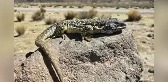 Investigadores peruanos descubren una nueva especie de lagartija que habita en el altiplano de Arequipa