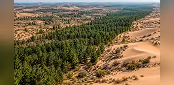 China levantó una muralla de árboles contra el desierto y, casi 50 años después, el plan amenaza sus reservas de agua