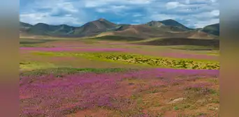 El desierto de Atacama en Chile está repleto de brillantes flores silvestres gracias al fenómeno Súper El Niño: más de 200 especies de plantas