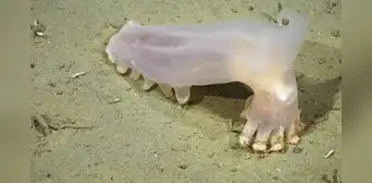 Científicos identifican 57 nuevas especies de aguas profundas en los cañones submarinos de Mar del Plata: incluye un pepino de mar translúcido Científicos identifican 57 nuevas especies de aguas profundas en los cañones submarinos de Mar del Plata: incluye un pepino de mar translúcido