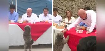 Perrito interrumpe desayuno electoral de Carlos Bruce y asistentes reaccionan dándole de comer en VMT Perrito interrumpe desayuno electoral de Carlos Bruce y asistentes reaccionan dándole de comer en VMT
