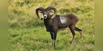 Llevaron cabras salvajes a una isla de España para cazarlos y más de 50 años después se convirtieron en una amenaza para la flora del lugar