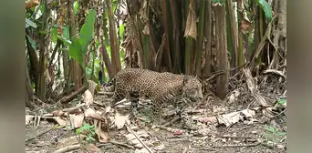 Una cámara de vigilancia para la vida silvestre en la selva captura una imagen que solo se ve una vez cada década
