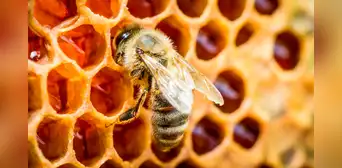 Una película biodegradable de seda de abeja podría transformar el tratamiento de las heridas crónicas