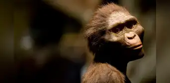 Un investigador propone incluir a Lucy al mismo género de humanos modernos y reorganizar nuestro árbol genealógico