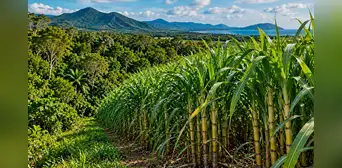 Compró un terreno de caña de azúcar en Australia y lo transformó con 119.000 árboles: así volvió la selva una década después