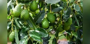 Este país de América Latina vence la guerra de la palta: ya domina en Europa y empieza a ganar terreno frente a México en EE. UU. Este país de América Latina vence la guerra de la palta: ya domina en Europa y empieza a ganar terreno frente a México en EE. UU.