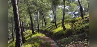 Un ingeniero español reforestó 5.000 hectáreas a cañonazos en 1889 y 135 años después es uno de los grandes pulmones verdes de Murcia Un ingeniero español reforestó 5.000 hectáreas a cañonazos en 1889 y 135 años después es uno de los grandes pulmones verdes de Murcia