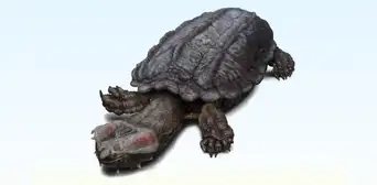 El fósil de un caparazón encontrado en Perú es de una de las tortugas de agua dulce más grandes jamás conocidas