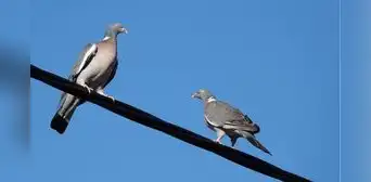 ¿Por qué los pájaros no se electrocutan al posarse sobre cables de alta tensión? La respuesta está en una clave de la física ¿Por qué los pájaros no se electrocutan al posarse sobre cables de alta tensión? La respuesta está en una clave de la física