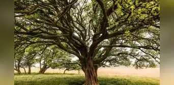 Qué significa el proverbio chino "Un árbol torcido vive su propia vida, pero un árbol recto se convierte en madera" y qué enseña sobre la libertad
