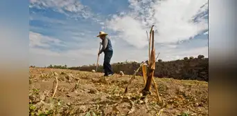 El Niño golpeará por partida doble: lluvia extremas en la costa norte y déficit hídrico en el agro sur