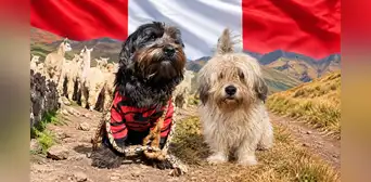 Tras 10 años recorriendo comunidades andinas: el perro peruano Chaku consigue histórico logro internacional y es reconocido como nueva raza oficial del país Tras 10 años recorriendo comunidades andinas: el perro peruano Chaku consigue histórico logro internacional y es reconocido como nueva raza oficial del país