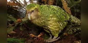 Loro incapaz de volar estuvo a punto de desaparecer, pero científicos de Nueva Zelanda aplicaron nuevas técnicas y lograron salvarla de la extinción Loro incapaz de volar estuvo a punto de desaparecer, pero científicos de Nueva Zelanda aplicaron nuevas técnicas y lograron salvarla de la extinción
