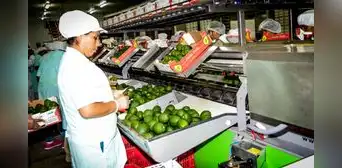 Agroexportaciones peruanas crecen solo 1,9% a agosto y se alejan de los avances de años anteriores Agroexportaciones peruanas crecen solo 1,9% a agosto y se alejan de los avances de años anteriores
