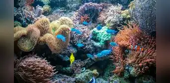Australia recuperó sus praderas marinas tras un ciclón y grandes inundaciones, pero los científicos descubrieron que los peces ya no eran los mismos
