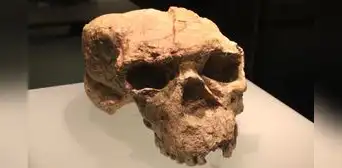 El ADN antiguo revela que el "Hombre Dragón" chino de hace 146.000 años pertenece a una especie humana extinta